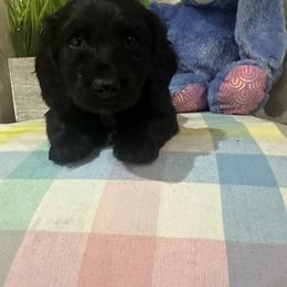 Dachshund Puppies from Family Raised Dachshunds