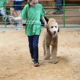 Goldendoodle All Grown Up from Faithfully Yours Doodles
