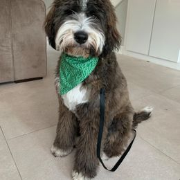 Aussiedoodle, Cavalier King Charles Spaniel, and Miniature Australian Shepherd All Grown Up from Triple Cross Aussies Triple Cross
