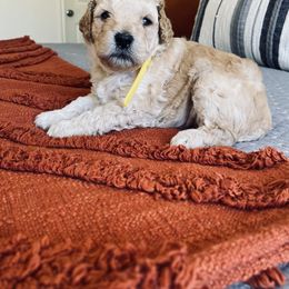 Bernedoodle and Labradoodle Puppies from Royal Doodles