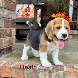 Heath - Black tan and white male Beagle puppy in Mansfield, Missouri from Rippee Creek Kennel
