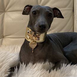 Italian Greyhounds from Hunter_Moon Hounds