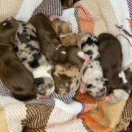Steeler - Red tri female Miniature Australian Shepherd puppy in Enoch, Utah from Twisted H Aussies