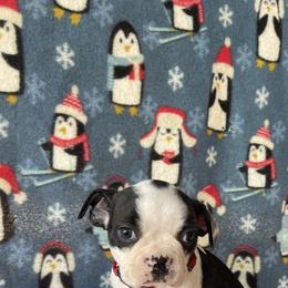 Boston Terrier Puppies from Boyd’s Boston Babies