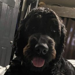 Ruth - Goldendoodle