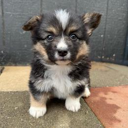 Blue - Black and tan male Pembroke Welsh Corgi puppy in Red Bluff, California from Circle T Livestock & K9 Co.