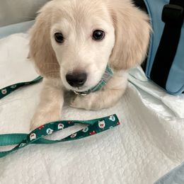 Dachshund Puppies from Island Farms Mimi’s Dachshunds Florida