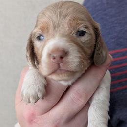 Nova - Piebald female Dachshund puppy in Marshall, Texas from Wilson's Kennels