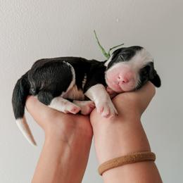 Davey - Black and white male Sheepadoodle puppy in Wabash, Indiana from DOODCompany