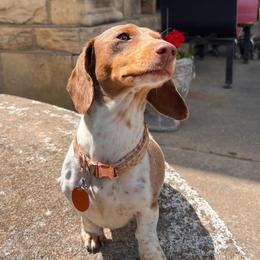 Emma - Dachshund