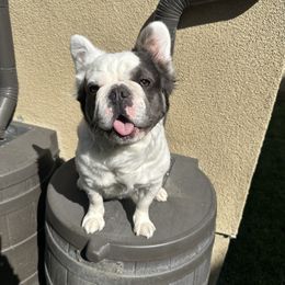 Stormi - French Bulldog