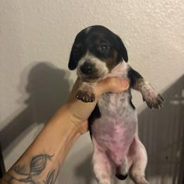 Pepper - Piebald female Dachshund puppy in Conroe, Texas from R&M Dachshunds