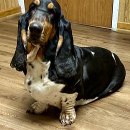 BB - Basset Hound