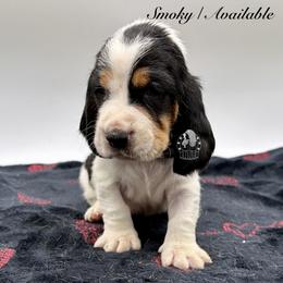 Smoky - Black white and brown male Basset Hound puppy in Dingess, West Virginia from Tuckers' Howling Hounds
