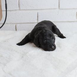 Slinky - Black male Labradoodle puppy in Bryantown, Maryland from Doodles on Duty