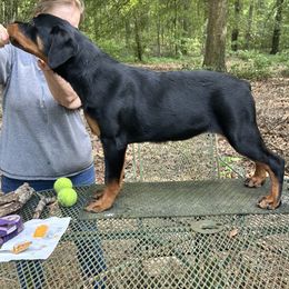 Pink - Black and mahogany female Rottweiler puppy in Newberry, Florida from Darkstarr Rottweilers
