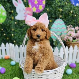 Kaia's Light Pink Girl - Red  female Goldendoodle puppy in Kountze, Texas from Texas Doodles LLC