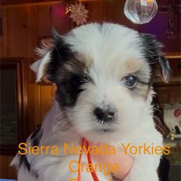 Orange - Parti female Yorkshire Terrier puppy in South Lake Tahoe, California from Sierra Nevada Yorkies
