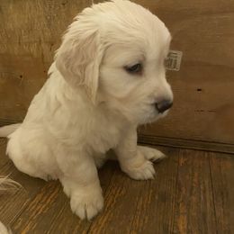 Golden Retriever Puppies from Sunlit Cream Goldens