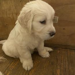 Golden Retriever Puppies from Sunlit Cream Goldens