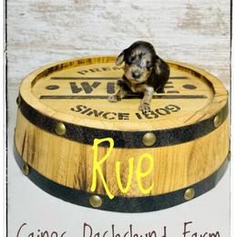 Rue - Dapple female Dachshund puppy in Cincinnati, Ohio from Caines Dachshund Farm