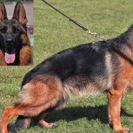 Jean - German Shepherd
