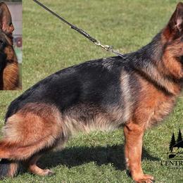 Jean - German Shepherd