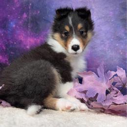 Tiny snips - Black white and tan female Shetland Sheepdog puppy in Elk, Washington from Asgard Shetland Sheepdogs