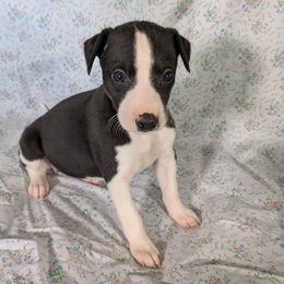 Whippet puppies from Imperialis Kennels