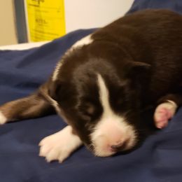 Australian Shepherd Puppies from Fosterwood Farm