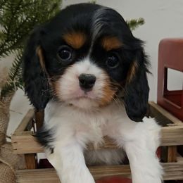 Lizzy - Tri-color female Cavalier King Charles Spaniel puppy in Blackfoot, Idaho from Rocky Desert Goldens and Cavaliers