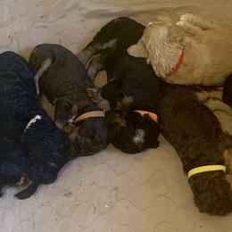 Poodle puppies from Cats Creek Standard Poodles