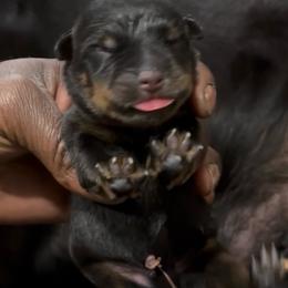 B3p - Black and rust male Rottweiler puppy in Grand Rapids, Michigan from Rott-Squad Kennels