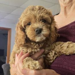 Hello Kitty - Golden female Cockapoo puppy in Conklin, Michigan from Lake Michigan Couture Cavapoos & Cockapoos