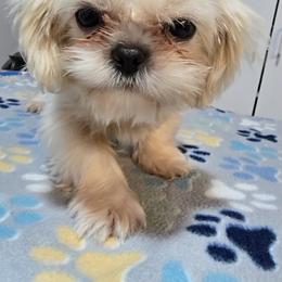 Cream Colored Boy - Cream and white male Shih Tzu puppy in Tenino, Washington from Dolled Up Pup