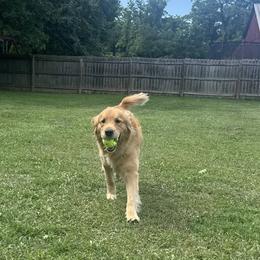 Arsenal - Golden Retriever