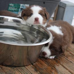 Australian Shepherd Puppies from Starlit Grove Australian Shepherds