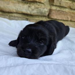 Kai - Black and cream female Dachshund puppy in Eldon, Missouri from Pure Joy Dachshunds