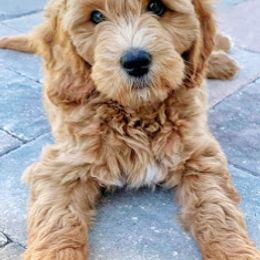 Goldendoodle Puppies from Melodies Daytona Doodles