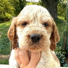 Bluejay - Lemon and white male English Springer Spaniel puppy in Bay City, Wisconsin from Springer Hills Farm