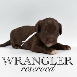 Wrangler - Brown and white male Aussiedoodle puppy in Claremont, North Carolina from Magnolia Grove Farms
