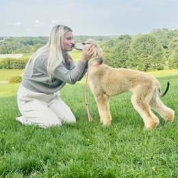 Domino female - Blue and cream female Afghan Hound puppy in Carlisle, Pennsylvania from Winterberry Afghan Hounds