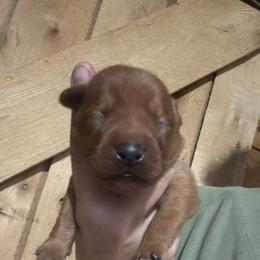 Male 5 - Yellow male Labrador Retriever puppy in Wardensville, West Virginia from Sager’s Labrador Puppies