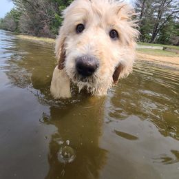 Pyredoodle Puppies from Perfect Pyredoodles