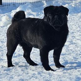 Tug - Pug
