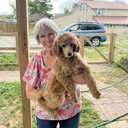 Poodle Puppies from Pawsable Prospects
