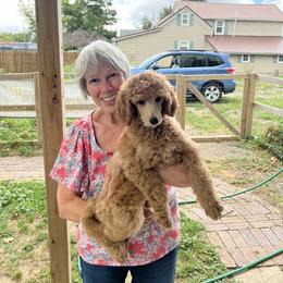 Poodle Puppies from Pawsable Prospects