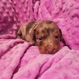 Cherry - Dapple female Dachshund puppy in Anderson, California from Plum Fields Dachshunds