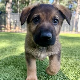 Jasper - Sable male German Shepherd puppy in Sonora, California from Elite Haus K9