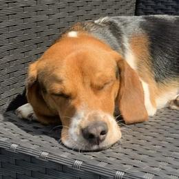Louie - Beagle